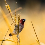 Стратегические принципы Wild West Gold для карьерного успеха