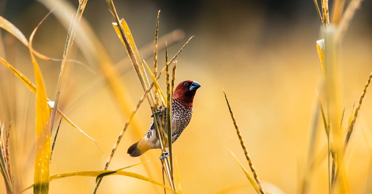 Стратегические принципы Wild West Gold для карьерного успеха